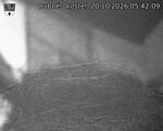 Capi_Dubne_20261020_054209.jpg