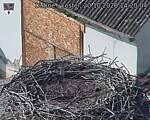 Capi_Dubne_20261020_142004.jpg