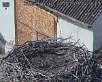Capi_Dubne_20261020_143003.jpg