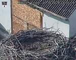 Capi_Dubne_20261020_153504.jpg