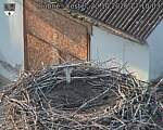 Capi_Dubne_20261020_171003.jpg