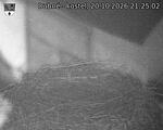 Capi_Dubne_20261020_212502.jpg