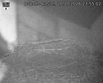 Capi_Dubne_20261020_235502.jpg