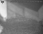 Capi_Dubne_20261021_190003.jpg